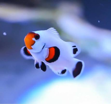Clownfish, Platinum