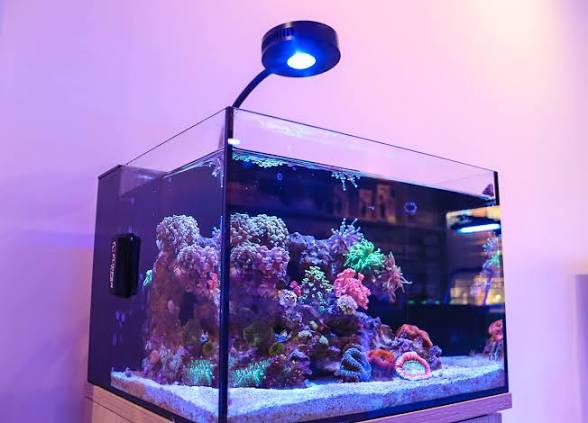 Reef Casa Cube