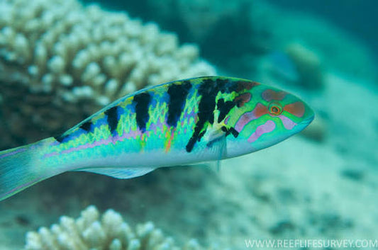 Hardwicke Wrasse
