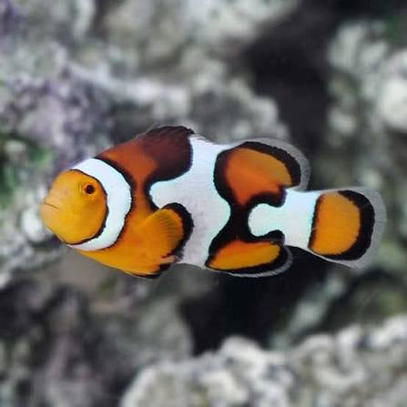 Clownfish, Picasso