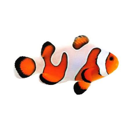 Clownfish, Fancy White