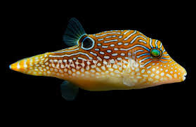 Pufferfish, Blue Spotted