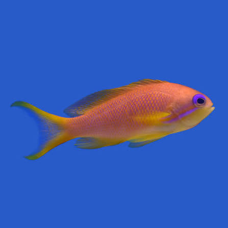 Anthias, Orange (Blue Eye)