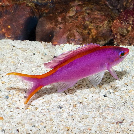Anthias, Purple Queen