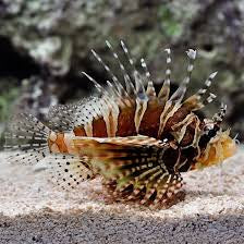 Lionfish, Zebra