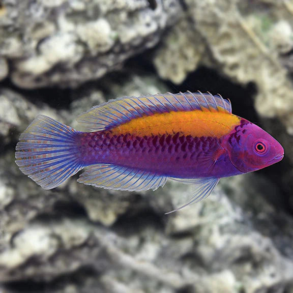 Wrasse, Orange Back Fairy