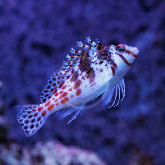 Hawkfish, Pixy