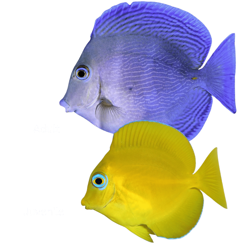 Tang, Atlantic Blue (juvenile)