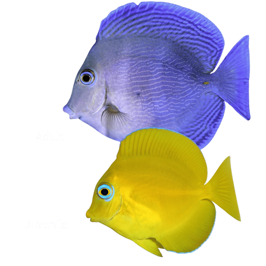 Tang, Atlantic Blue (juvenile)