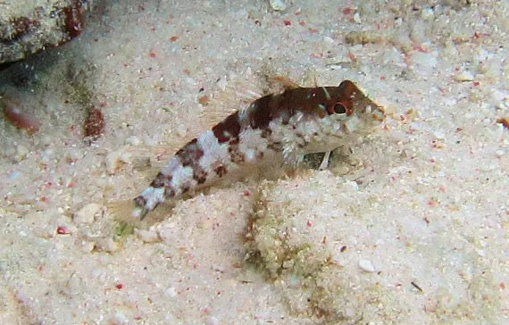 Blenny, Saddled