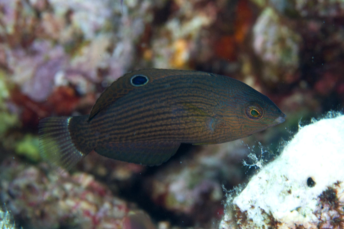 Wrasse, Dusky