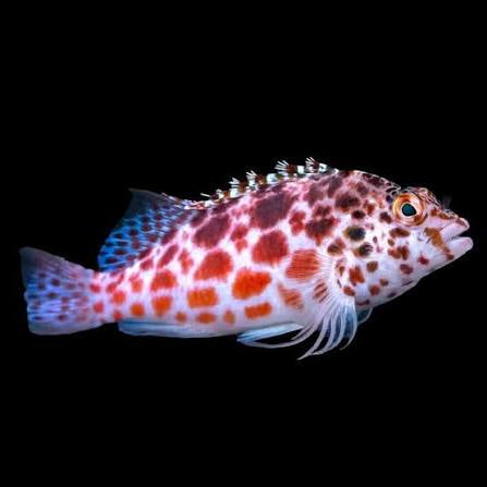 Hawkfish, Spotted