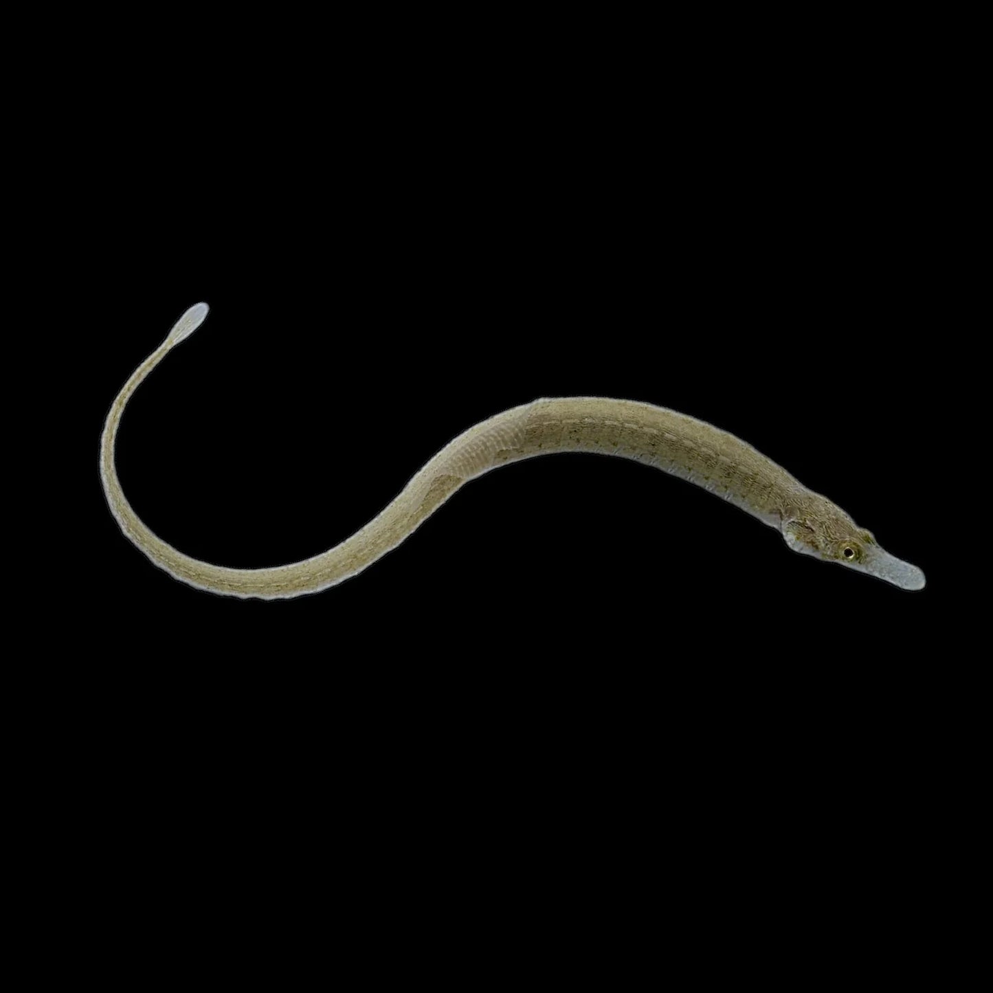 Pipefish, Gulf (Fl)