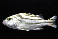 Grunt, Targetfish
