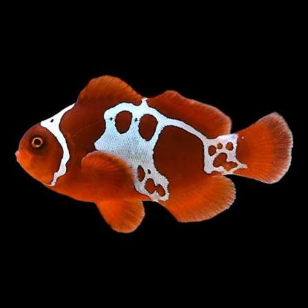 Clownfish, Lightning Maroon