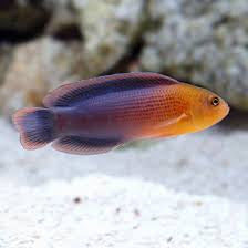 Dottyback, Sri Lanka