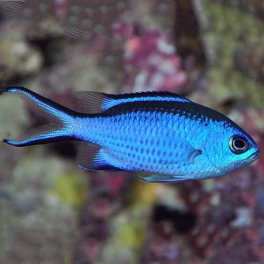 Chromis, Blue Reef