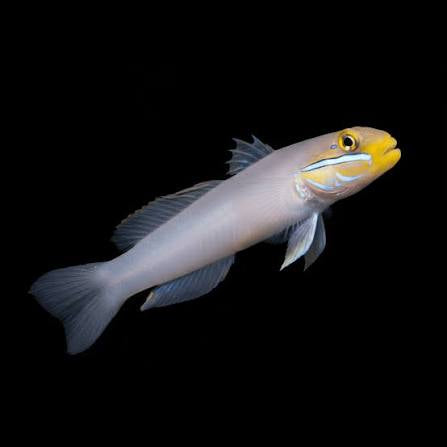 Goby, Gold Head Sleeper