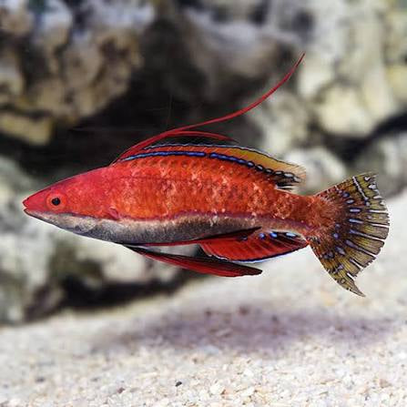 Wrasse, Ruby Longfin Fairy
