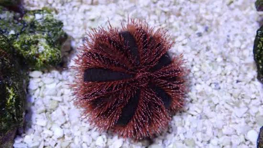 Urchin, Red Tuxedo