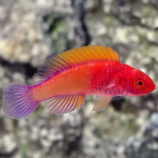 Wrasse, Red Velvet Fairy
