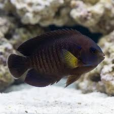 Angelfish, Moonbeam Yellowfin