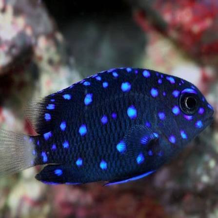 Damselfish, Jewel