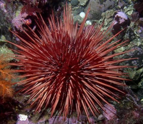 Urchin, Red Bell