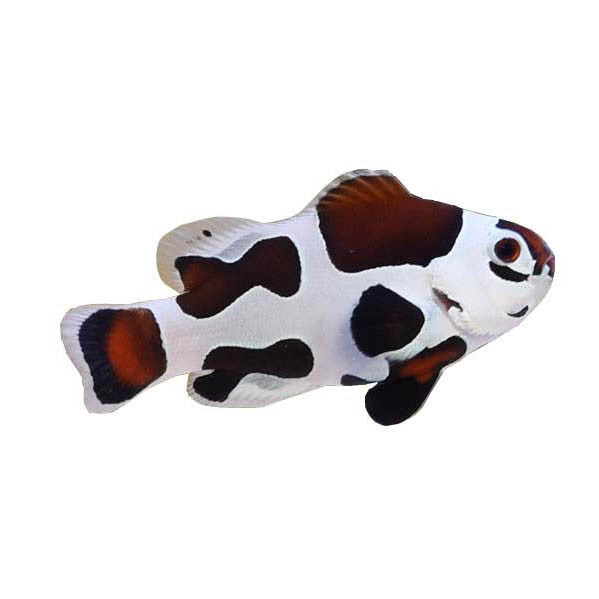 Clownfish, Mocha Storm
