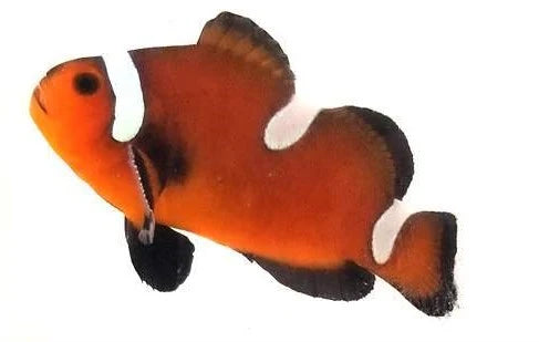 Clownfish, Chocolate Misbar