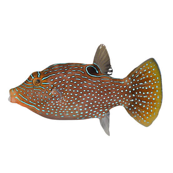 Pufferfish, Fiji Orange Tail Honeycomb