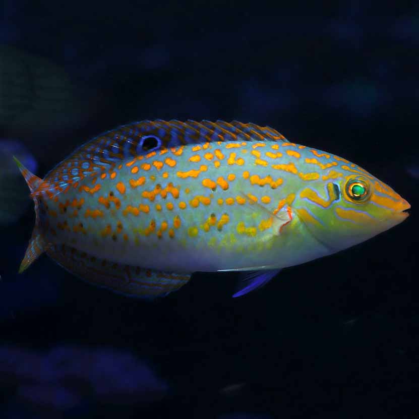 Wrasse, Timor