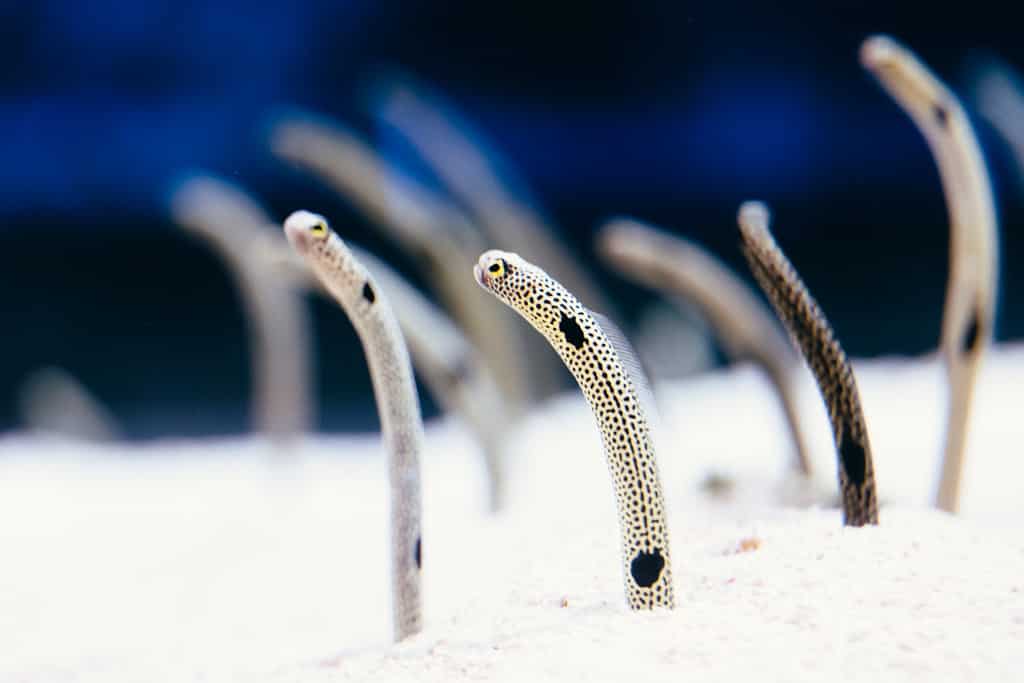 Eel, Spotted Garden