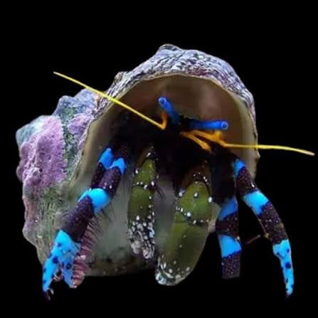 Crab, Electric Blue Hermit