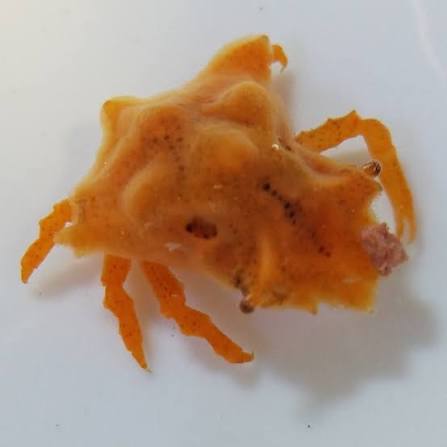 Crab, Sponge Decorator