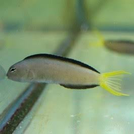 Blenny, Harptail