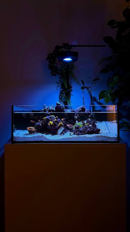 Reef Casa Tide (12 gal)
