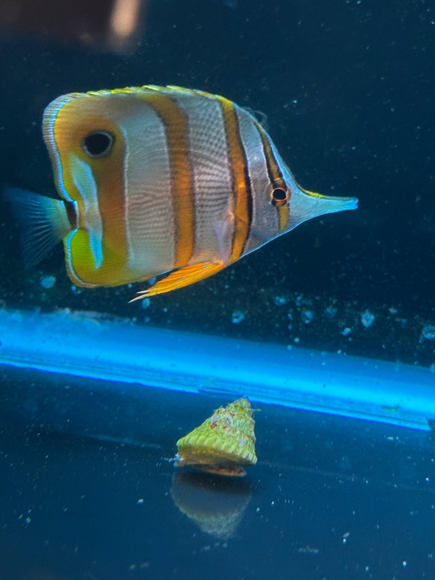 Copperband Butterflyfish