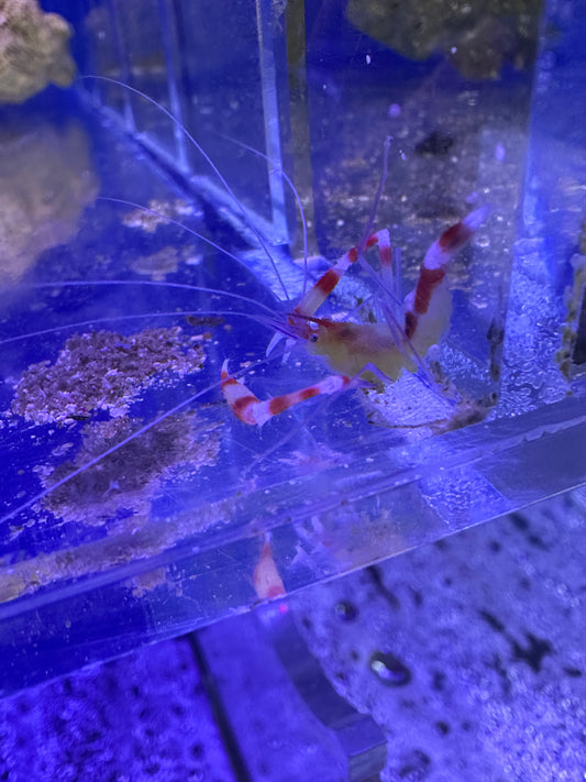 Shrimp, Gold Coral Banded