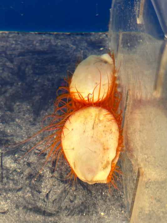 Scallop, Electric Flame