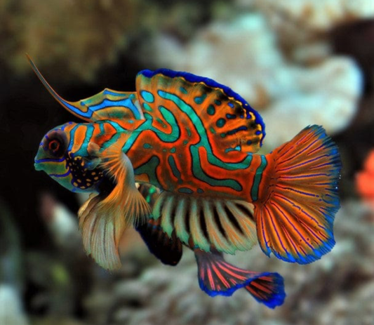 Dragonet, Red Mandarin