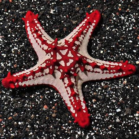 Starfish, Red Knobby