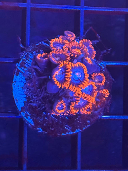 Spiderman Zoanthid