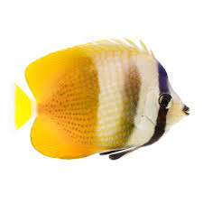 Butterflyfish, Klein's