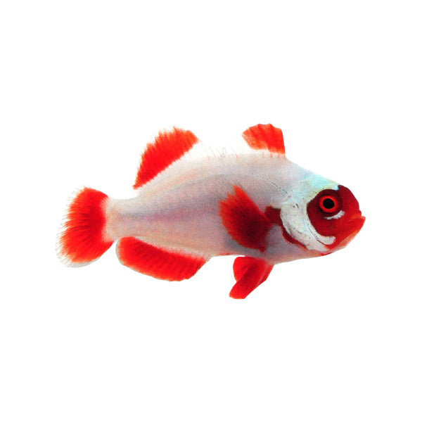 Clownfish, Gold Nugget Maroon