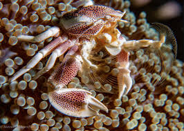 Crab, Anemone (Porcelain)