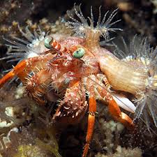 Crab, Anemone Hermit