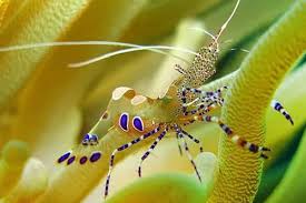 Shrimp, Anemone
