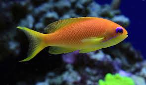 Anthias, Orange Blue Eye