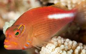 Hawkfish, Arc Eye